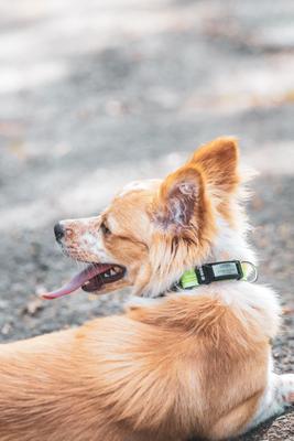 Show full view: DOG iD The Rock Solid Personalized ID Tag Dog Collar, Slate, Pink, Small slide 6 of 9