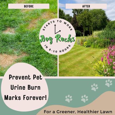 Show full view: Dog Rocks Grass & Lawn Saver Dog Urine Burn Patch Protection, 2 months slide 3 of 13