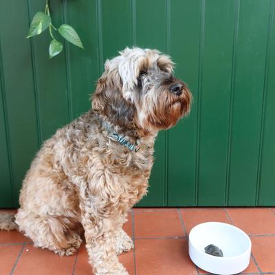 Show full view: Dog Rocks Grass & Lawn Saver Dog Urine Burn Patch Protection, 6 months slide 9 of 13