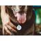 Show in main carousel: Dog Tag Art My Mommy Loves Me Personalized Dog & Cat ID Tag, Large slide 5 of 6