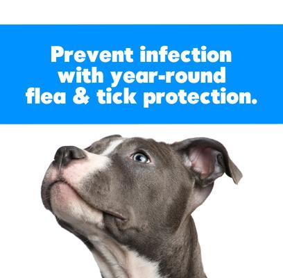 Show full view: Dog Whisperer Dog Whisperer Dog Flea & Tick Repellent, 16-fl oz bottle slide 2 of 3