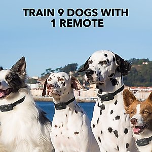 DogCare TC-System-11 Dog Training System, Small, Green