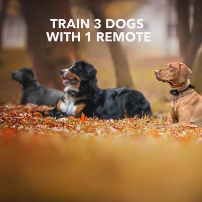 Show full view: DogCare TC-System-15 Dog Training System Receiver Collar, Small, Black slide 7 of 7