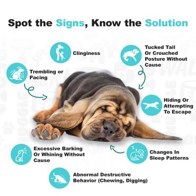 Show full view: Doggie Dailies Turkey Flavored Calming Soft Chew Dog Supplement, 225 count slide 6 of 11