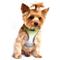 Show in main carousel: Doggie Design American River Ombre Nylon Reflective Back Clip Dog Harness, Limestone Gray, Small: 13 to 16-in chest slide 4 of 10