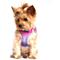 Show in main carousel: Doggie Design American River Ombre Nylon Reflective Back Clip Dog Harness, Raspberry Sundae, 3X-Large: 30 to 33-in chest slide 3 of 8