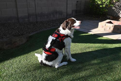 Show full view: Doggie Stylz Multi-Functional Full-Body Lifting Basic Dog Harness, Red, Small: 20 to 25-in chest slide 4 of 7
