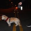 Show in main carousel: Doggie Walk Bags Reflective Duffel Poop Bag Dispenser, Grey slide 4 of 5