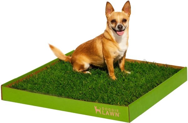 Grass Potty Training for Dogs: Ultimate Success Guide