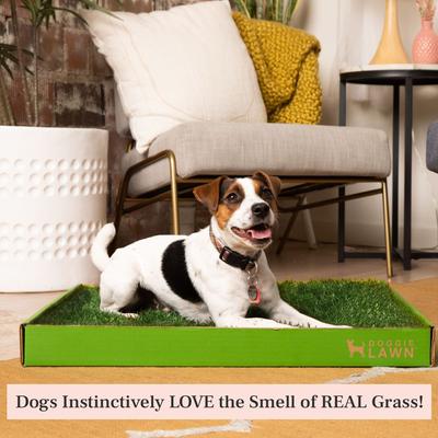 Show full view: DoggieLawn Large Natural Real Grass Dog Pee Pad, 24-in x 24-in slide 4 of 12