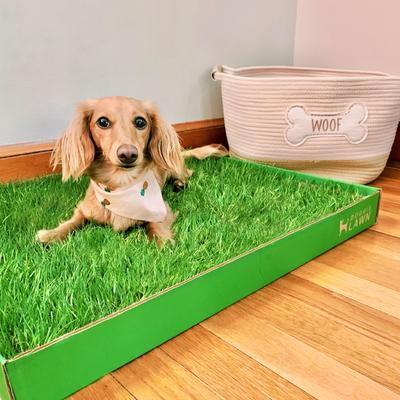 Show full view: DoggieLawn Large Natural Real Grass Dog Pee Pad, 24-in x 24-in slide 9 of 12