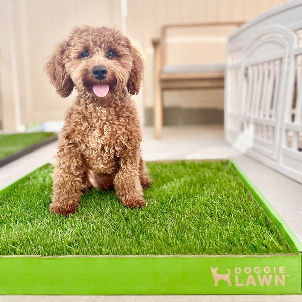 DoggieLawn Large Natural Real Grass Dog Pee Pad, 24-in x 24-in