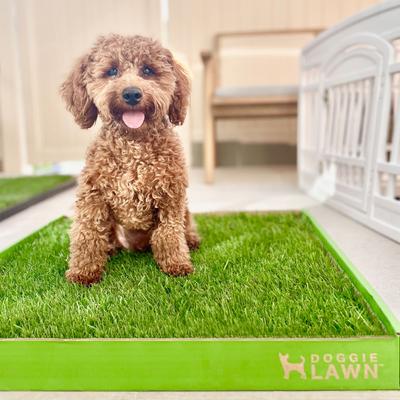Show full view: DoggieLawn Large Natural Real Grass Dog Pee Pad, 24-in x 24-in slide 10 of 12