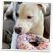Show in main carousel: Doggijuana Get the Munchies Refillable Juananip Donut Squeaky Dog Plush Toy slide 7 of 8