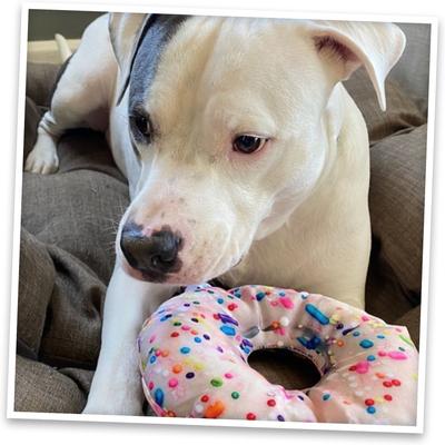 Show full view: Doggijuana Get the Munchies Refillable Juananip Donut Squeaky Dog Plush Toy slide 7 of 8