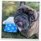 Show in main carousel: Doggijuana Get the Munchies Refillable Juananip Ice Cream Pup Cup Squeaky Dog Plush Toy slide 7 of 7