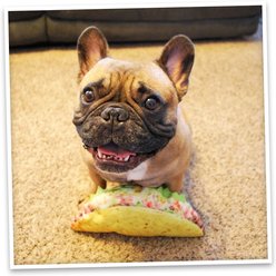 Doggijuana Get the Munchies Refillable Juananip Taco Squeaky Dog Plush Toy slide 2 of 9