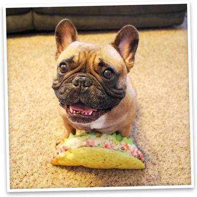 Show full view: Doggijuana Get the Munchies Refillable Juananip Taco Squeaky Dog Plush Toy slide 8 of 10