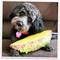 Show in main carousel: Doggijuana Get the Munchies Refillable Juananip Taco Squeaky Dog Plush Toy slide 9 of 10