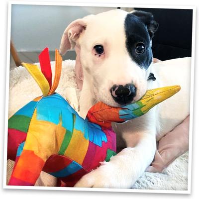 Show full view: Doggijuana Get the Pawty Started Refillable Juananip Llama Pinata Squeaky Dog Plush Toy slide 8 of 9