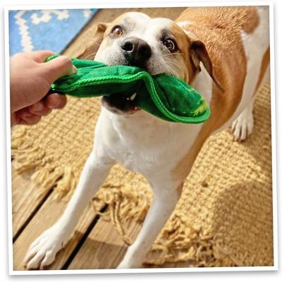 Show full view: Doggijuana Tuffer Chewer Refillable Juananip Dill Pickle Tough Squeaky Dog Plush Toy slide 7 of 10