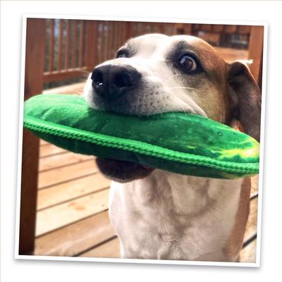Show full view: Doggijuana Tuffer Chewer Refillable Juananip Dill Pickle Tough Squeaky Dog Plush Toy slide 8 of 10