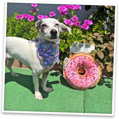 Show full view: Doggijuana Tuffer Chewer Refillable Juananip Donut Tough Squeaky Dog Plush Toy slide 7 of 9