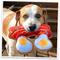 Show in main carousel: Doggijuana Tuffer Chewer Refillable Juananip Eggs & Bacon Tough Squeaky Dog Plush Toy slide 8 of 10