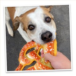 Doggijuana Tuffer Chewer Refillable Juananip Pretzel Tough Squeaky Dog Plush Toy slide 2 of 8