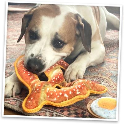 Show full view: Doggijuana Tuffer Chewer Refillable Juananip Pretzel Tough Squeaky Dog Plush Toy slide 8 of 9