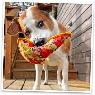 Show full view: Doggijuana Tuffer Chewer Refillable Juananip Supreme Pizza Tough Squeaky Dog Plush Toy slide 7 of 9