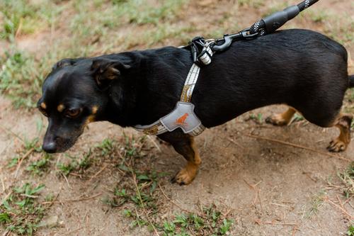 Show full view: Doggy Tales Braided Rope Dog Leash, 5-ft long, Black slide 5 of 8