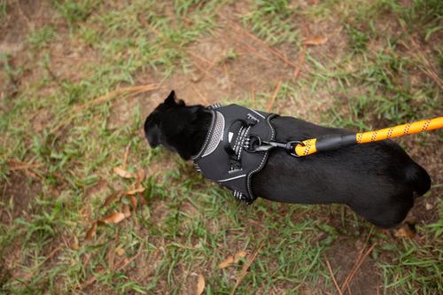 Show full view: Doggy Tales Braided Rope Dog Leash, 5-ft long, Orange slide 6 of 9