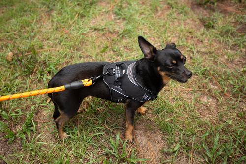 Show full view: Doggy Tales Braided Rope Dog Leash, 5-ft long, Orange slide 7 of 9