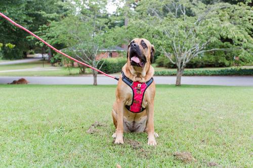 Show full view: Doggy Tales Braided Rope Dog Leash, 5-ft long, Pink slide 5 of 9