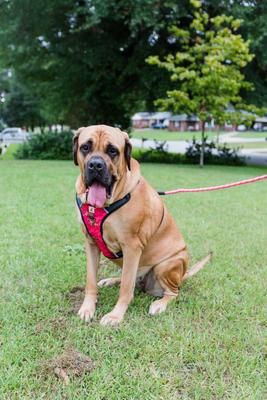 Show full view: Doggy Tales Braided Rope Dog Leash, 5-ft long, Pink slide 6 of 9