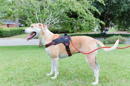 Show full view: Doggy Tales Braided Rope Dog Leash, 5-ft long, Red slide 8 of 10