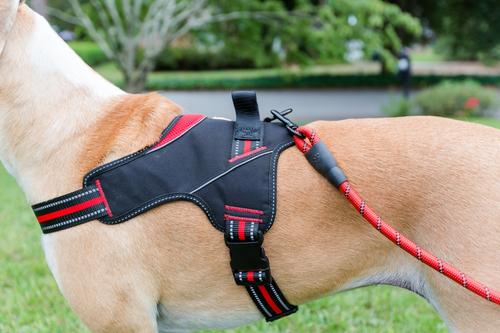 Show full view: Doggy Tales Braided Rope Dog Leash, 5-ft long, Red slide 9 of 10