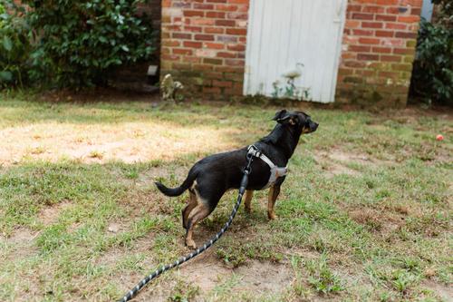 Show full view: Doggy Tales Braided Rope Nylon Reflective Training Dog Leash, 15-ft long, 3/8-in wide, Black slide 2 of 3