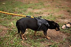 Doggy Tales Braided Rope Nylon Reflective Training Dog Leash, 15-ft long, 3/8-in wide, Orange slide 2 of 2