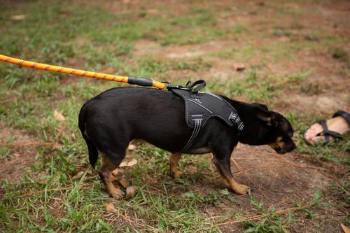 Show full view: Doggy Tales Braided Rope Nylon Reflective Training Dog Leash, 15-ft long, 3/8-in wide, Orange slide 2 of 3