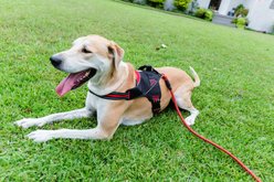 Doggy Tales Braided Rope Nylon Reflective Training Dog Leash, 15-ft long, 3/8-in wide, Red slide 2 of 2