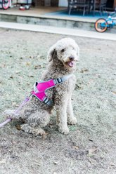 Doggy Tales Patented Classic Hart Dog Harness, Hot Pink, 35 slide 2 of 2