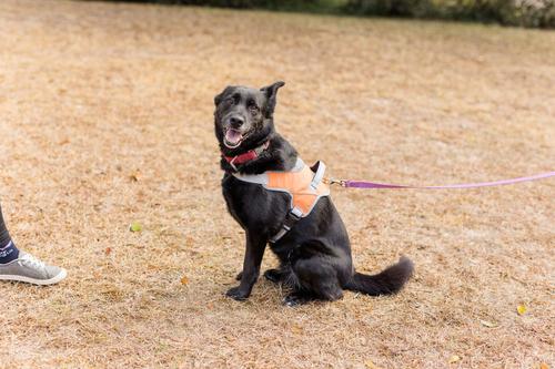 Show full view: Doggy Tales Patented Classic Hart Dog Harness, Orange, 35 slide 6 of 6
