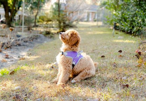 Show full view: Doggy Tales Patented Classic Hart Dog Harness, Purple, 45 slide 6 of 6
