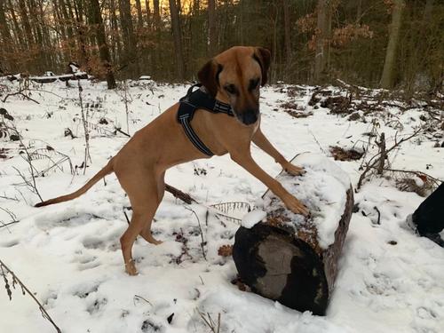 Show full view: Doggy Tales Patented Hart Dog Harness, Gray, 35 slide 3 of 6