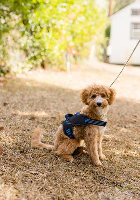 Show full view: Doggy Tales Patented Hart Dog Harness, Navy, 50 slide 4 of 6