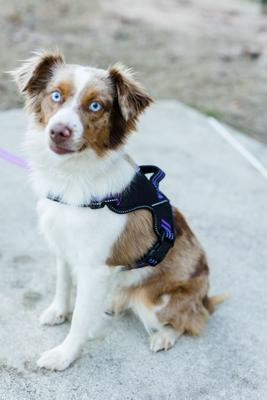 Show full view: Doggy Tales Patented Hart Dog Harness, Purple, 55 slide 4 of 7