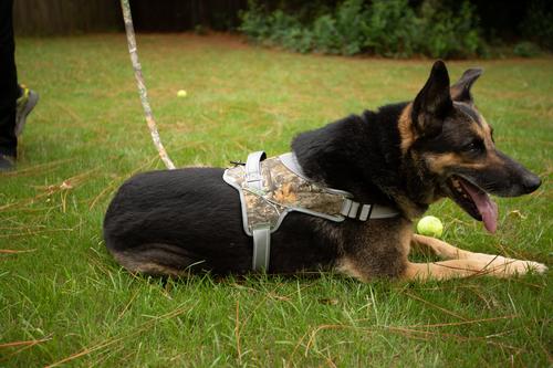 Show full view: Doggy Tales Patented Realtree Hart Dog Harness, Edge, 50 slide 5 of 6