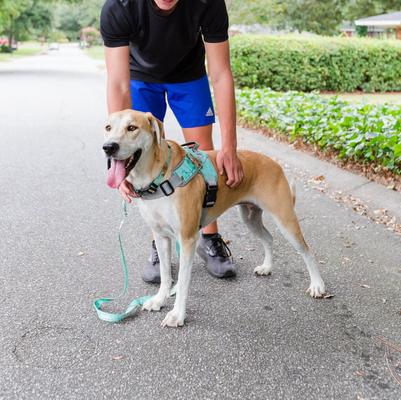 Show full view: Doggy Tales Patented Realtree Hart Dog Harness, Sea Glass, 50 slide 4 of 8